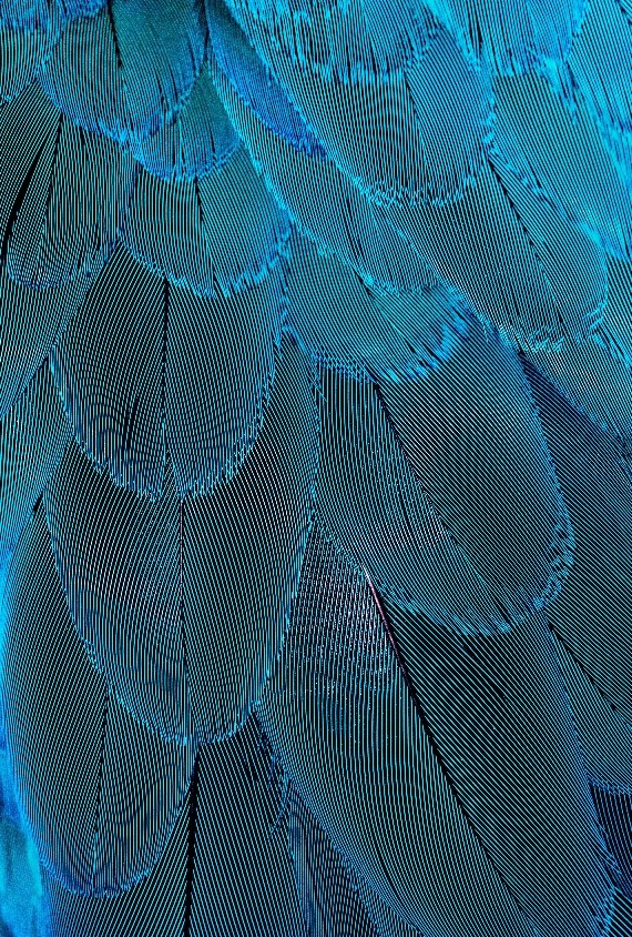 Feather photo by David Clode on Unsplash